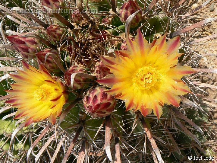 Ferocactus herrerae ex horridus JL 9P1100820